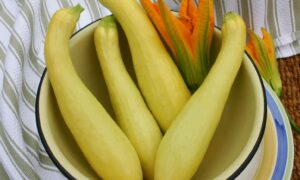 Lioness Squash (Farmore)
