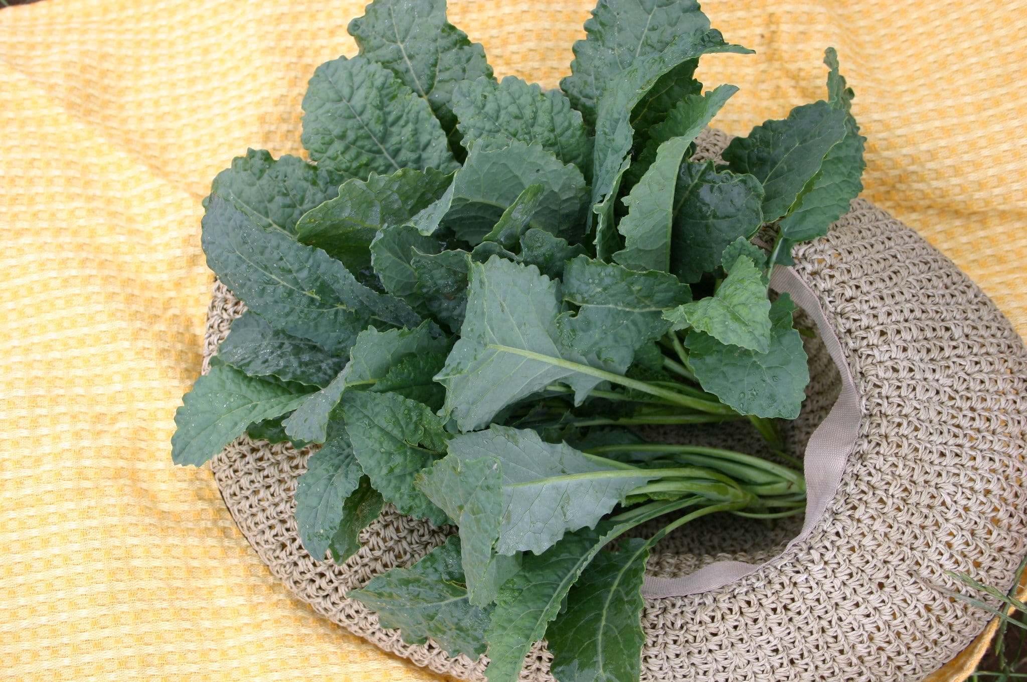 Lacinato Kale (Organic) - Image 3