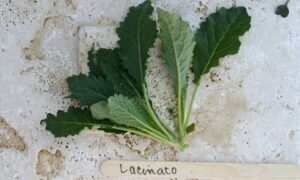 Lacinato Kale (Not Treated)