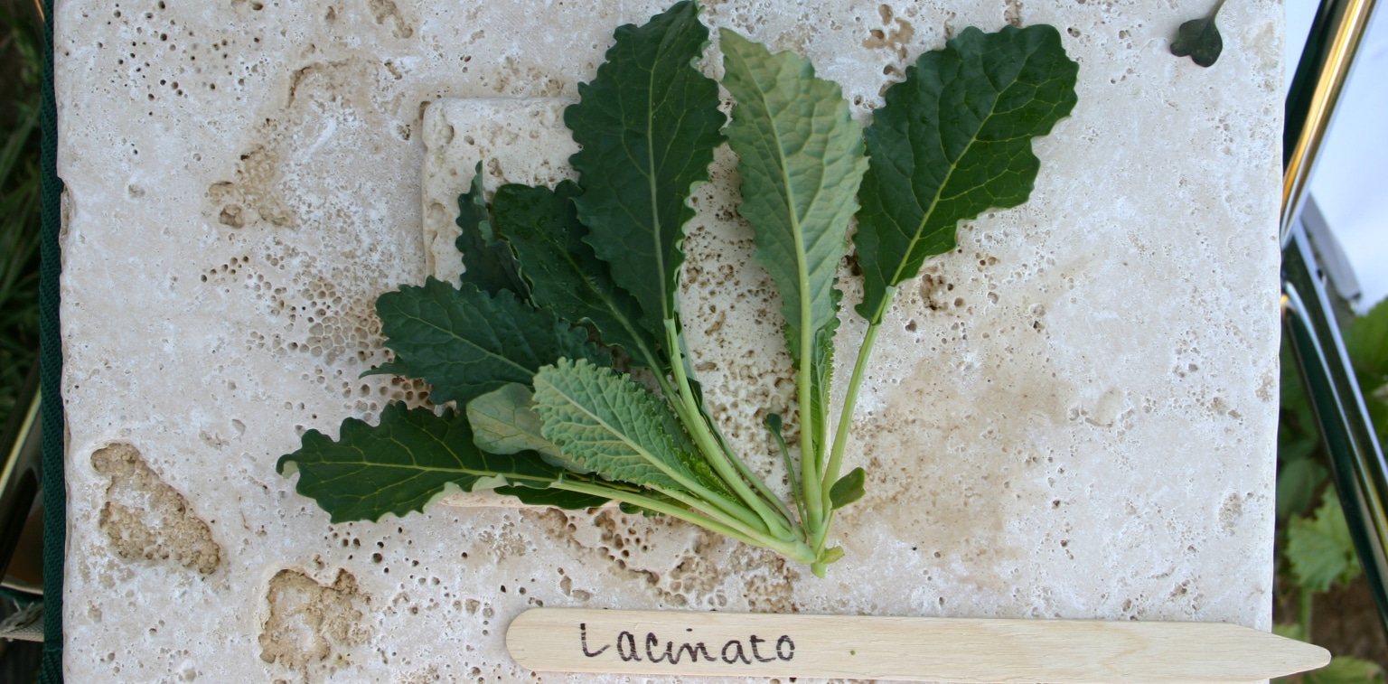 Lacinato Kale (Organic)