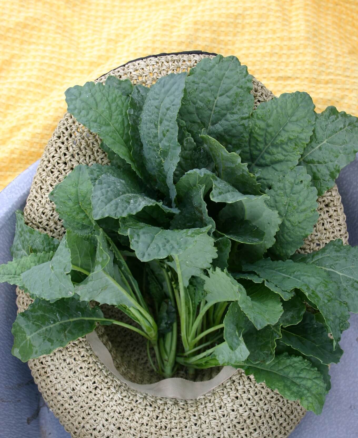 Lacinato Kale (Organic) - Image 2