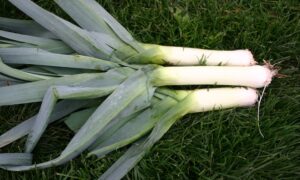 Lancelot Leek (Not Treated)