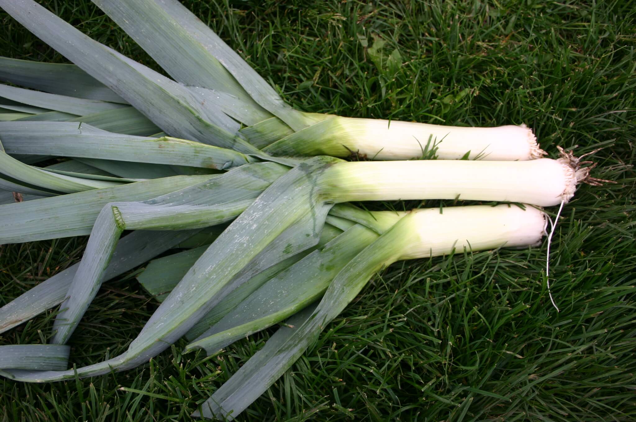 Lancelot Leek (Not Treated)