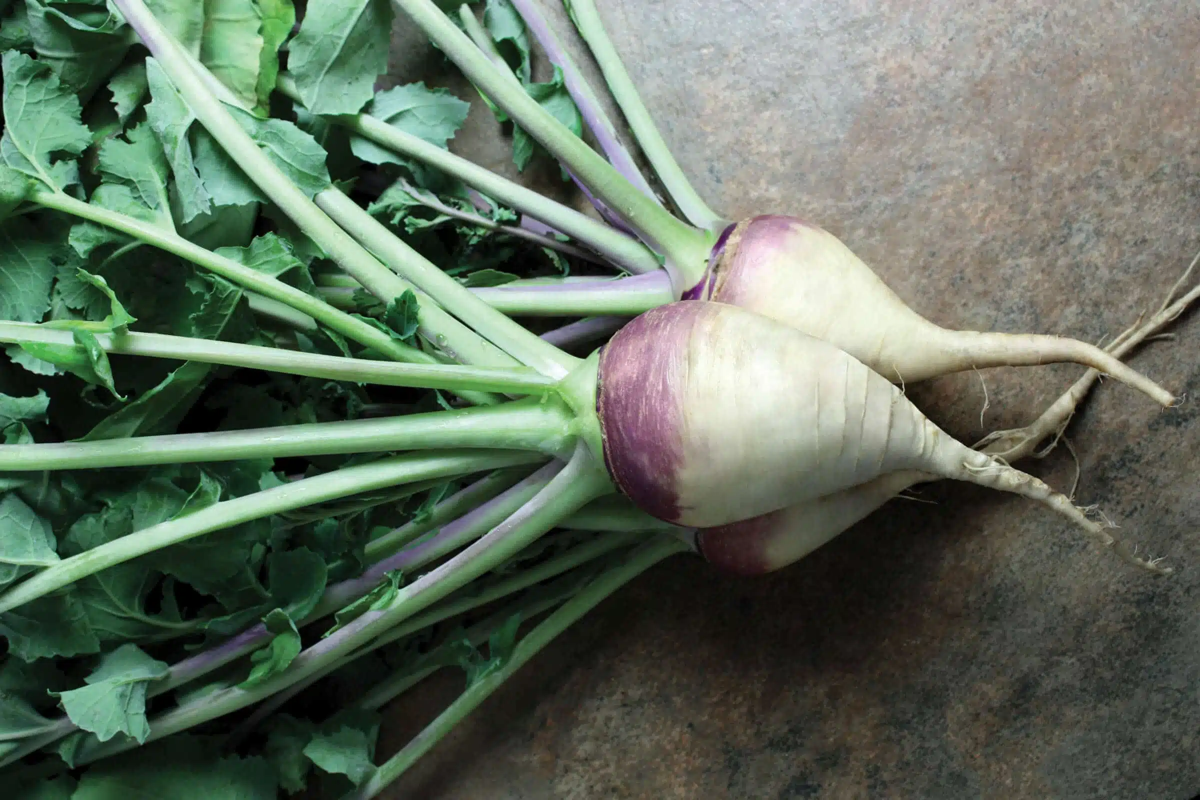 Laurentian Rutabaga (Sized, Not Treated)