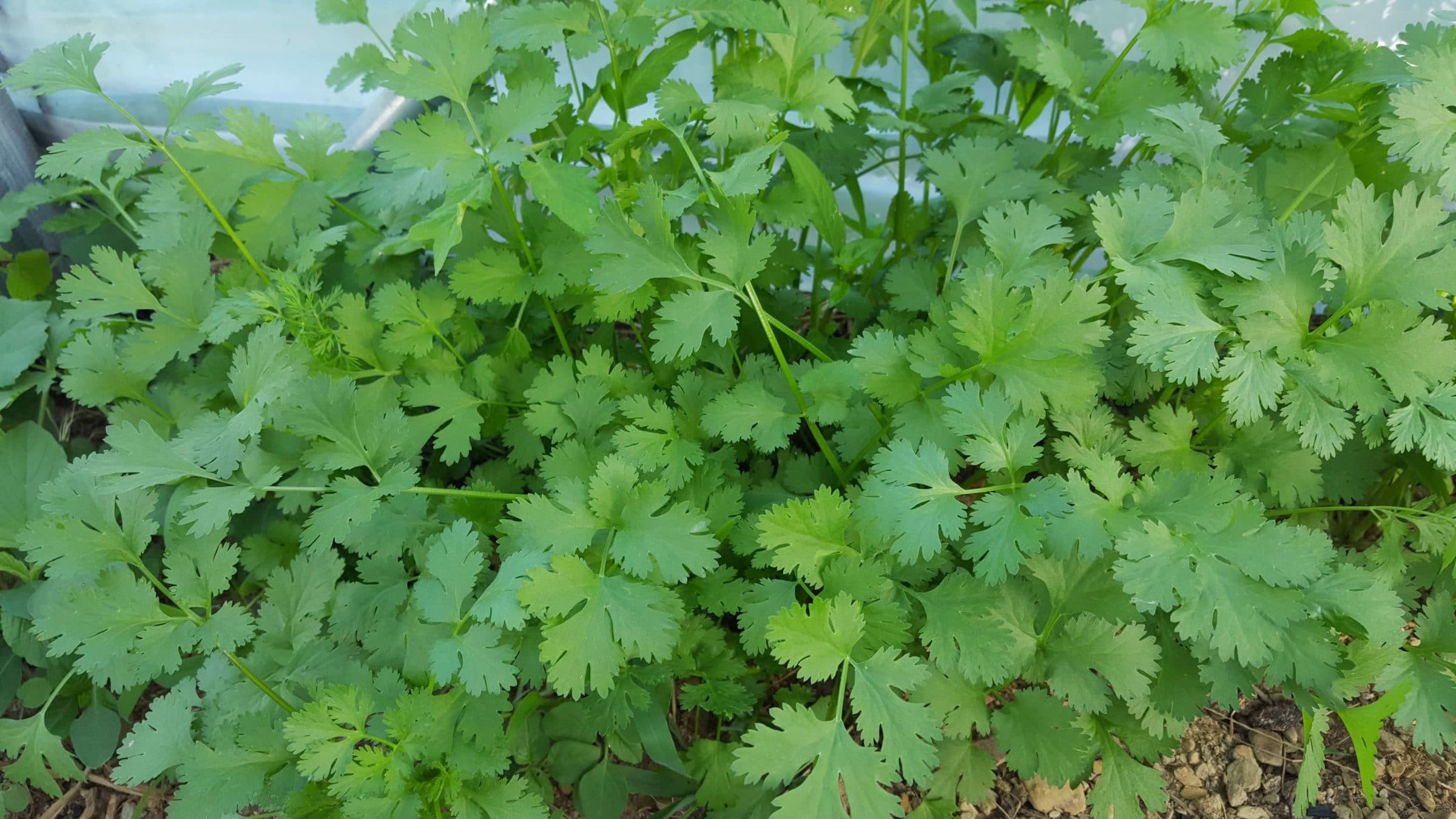 Cilantro Leisure (Organic)