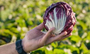 Leonardo Radicchio (Not treated Seed)