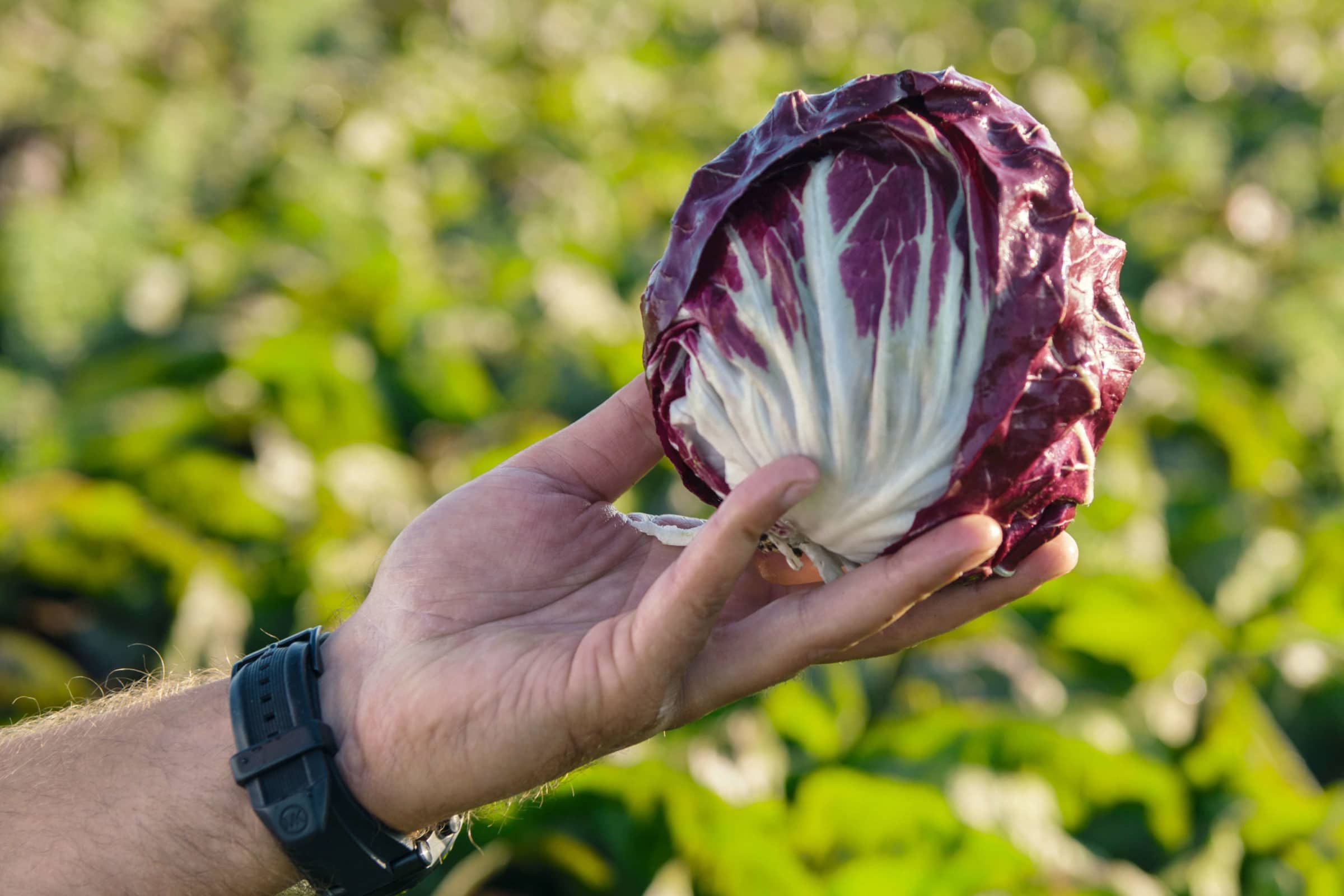 Leonardo Radicchio (Not treated Seed)