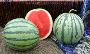 Leopard Watermelon (Not Treated)