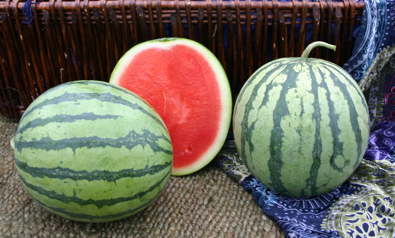 Leopard Watermelon (Not Treated)