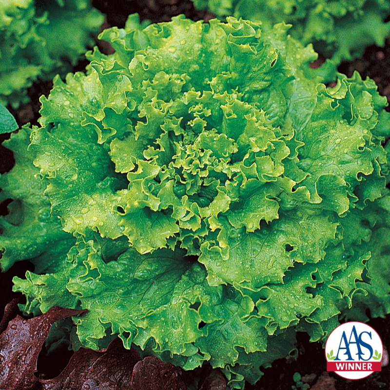 Great Lakes 118 Crisphead Lettuce (Not Treated)