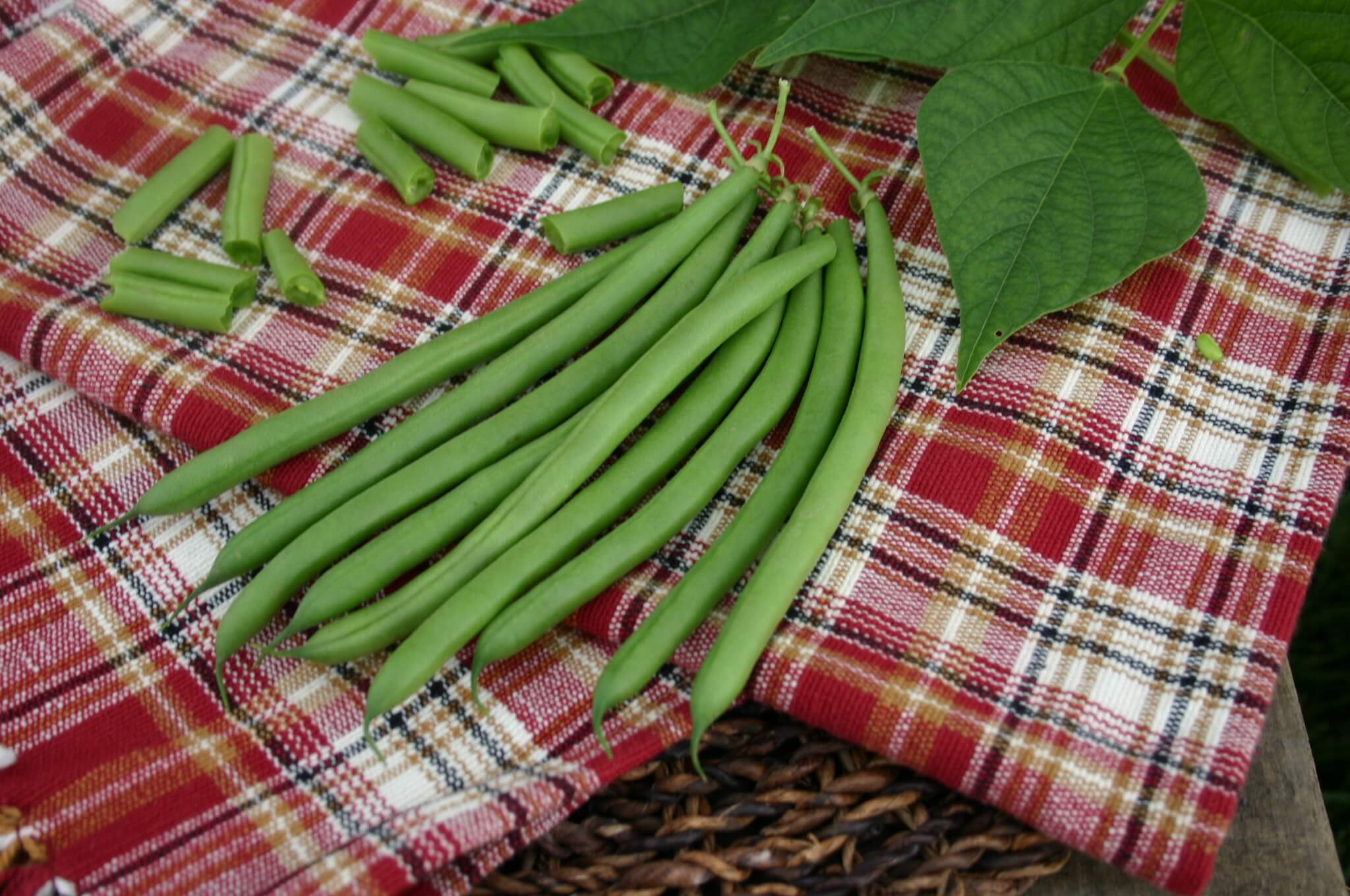 Lewis Green Pod Bush Bean (Cruiser Treated Seed)