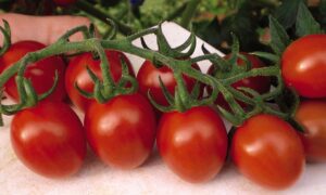 Lipso Tomato (Pelleted)