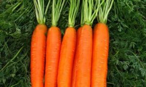 Little Finger Carrot (Treated Seed)