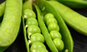 Little Marvel Peas (Treated Seed)