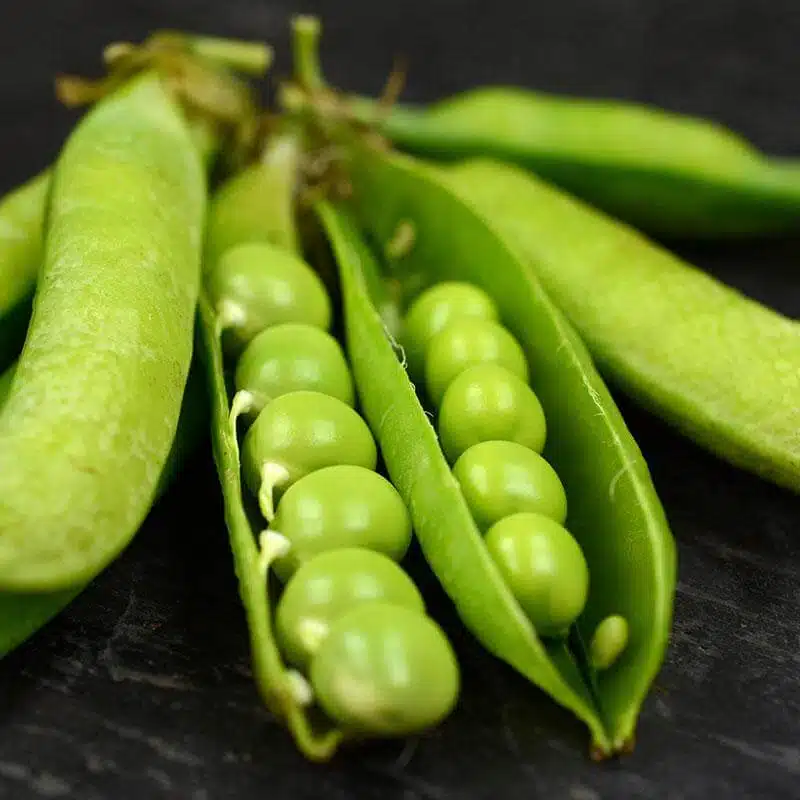 Little Marvel Peas (Treated Seed)