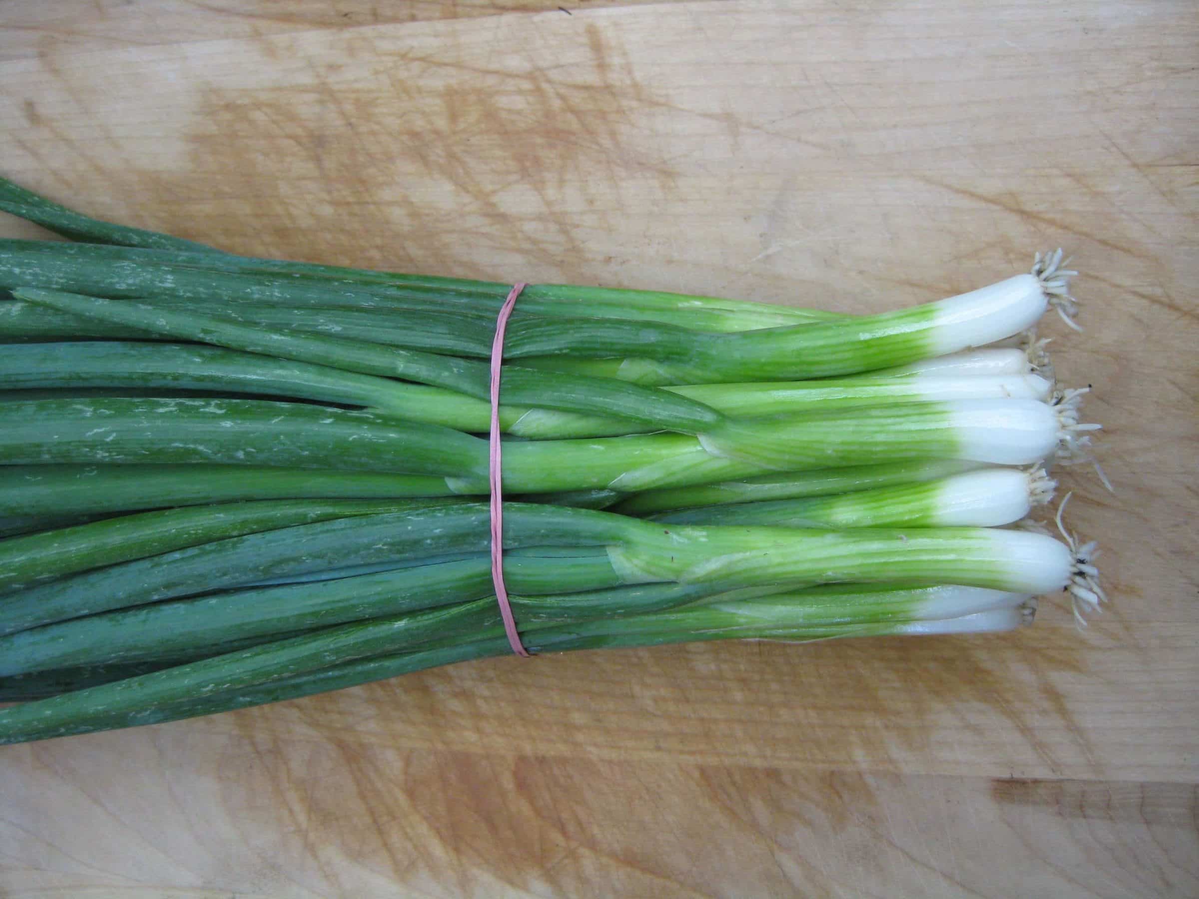 Long White Bunching (Treated Seed) - Image 2