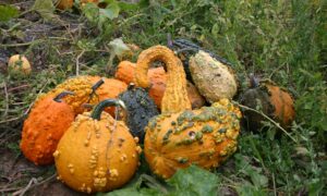 Lunch Lady Gourd (Treated Seed)