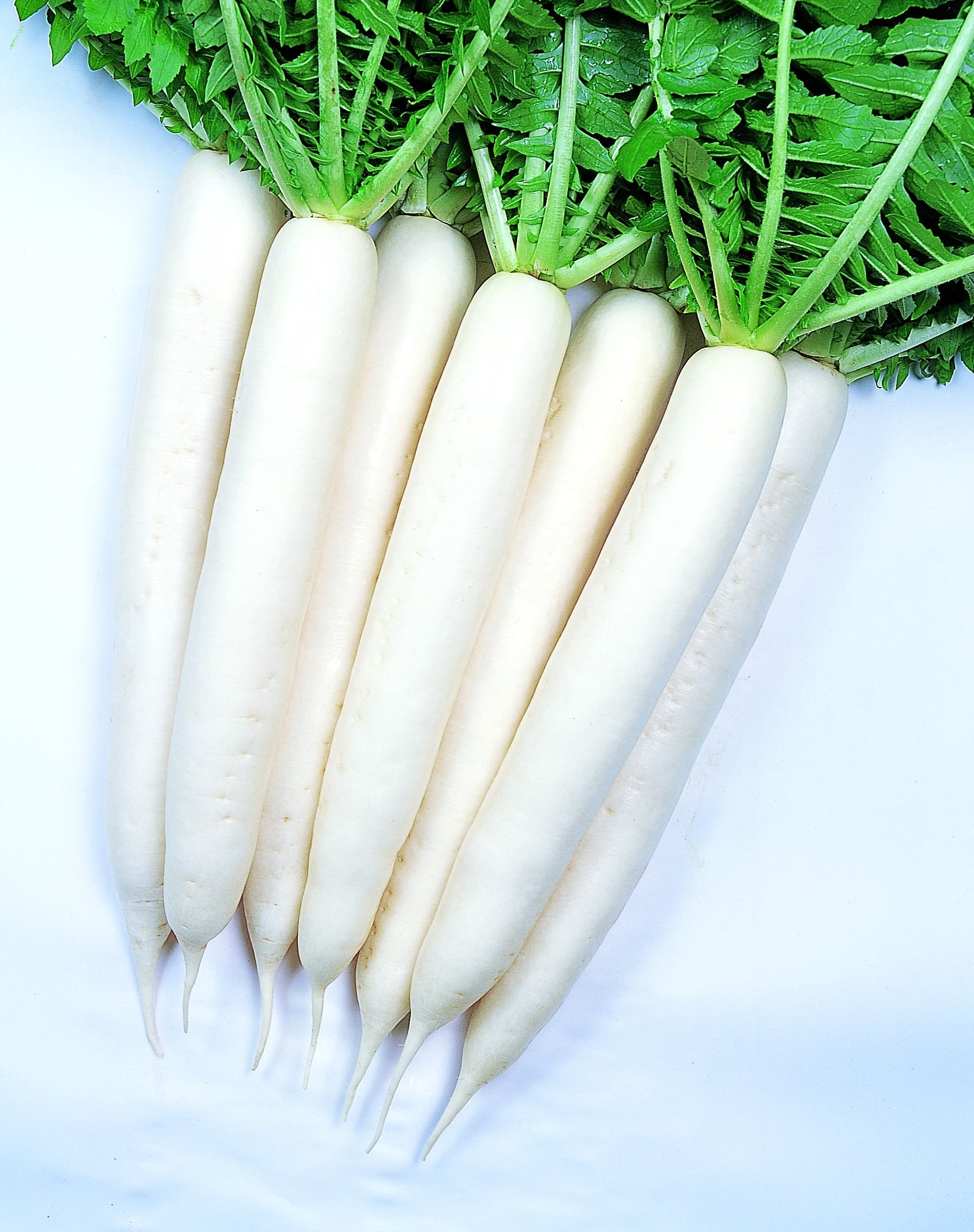 Minowase Summer Cross Radish (Treated Seed)