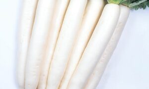 Minowase Summer Cross Radish (Not Treated)