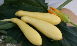Multipik Squash (Farmore)