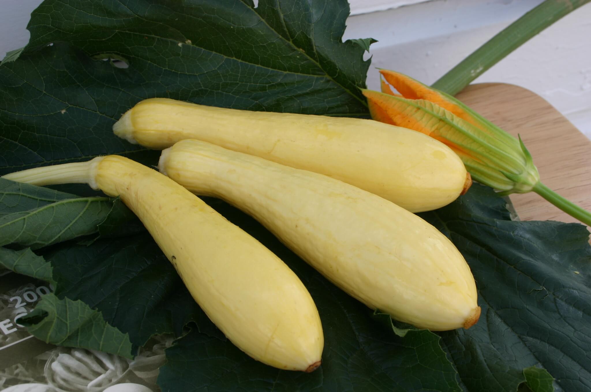 Multipik Squash (Farmore)