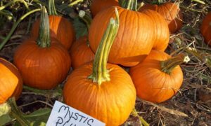 Mystic Plus Pumpkin (Farmore)