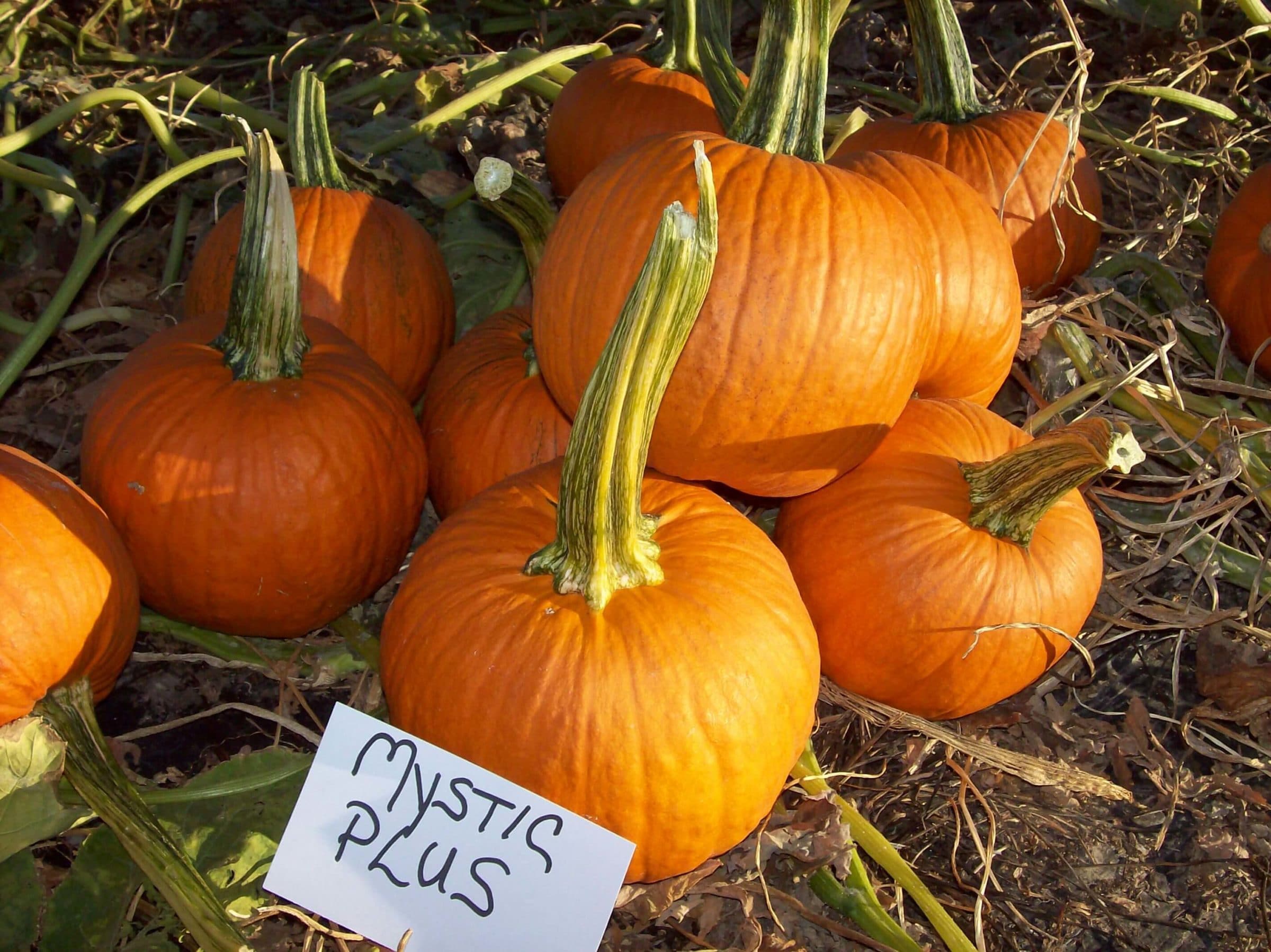 Mystic Plus Pumpkin (Farmore)