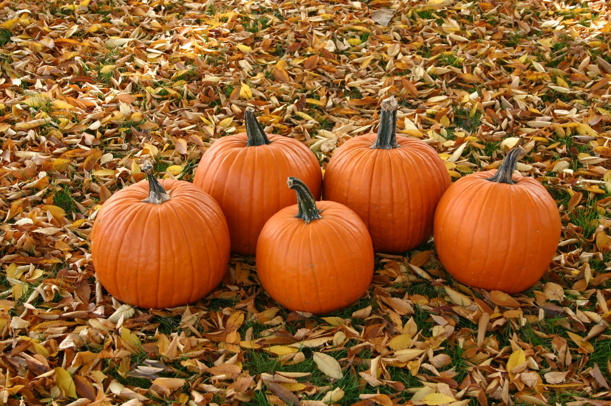 Magician Pumpkin (Farmore) - Image 2
