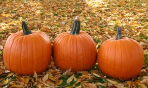 Magician Pumpkin (Farmore)