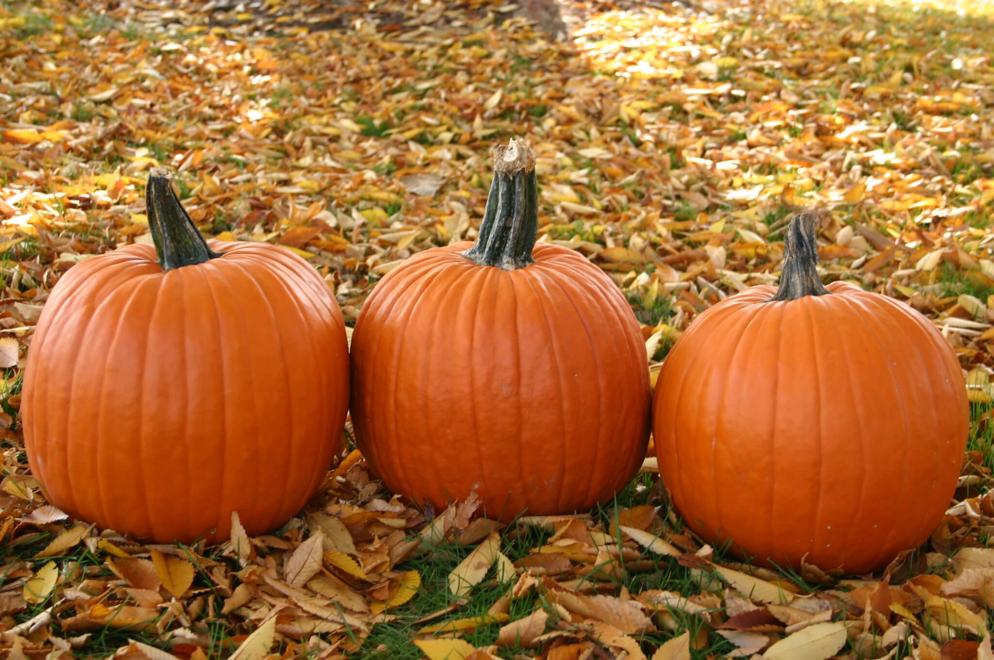 Magician Pumpkin (Farmore)