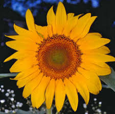 Mammoth Greystripe Sunflower (Not Treated Seed)