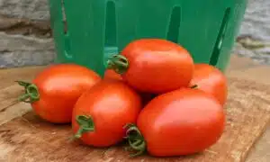 Mariana Tomato (Not Treated)