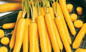Mello Yello Carrot (Not Treated)