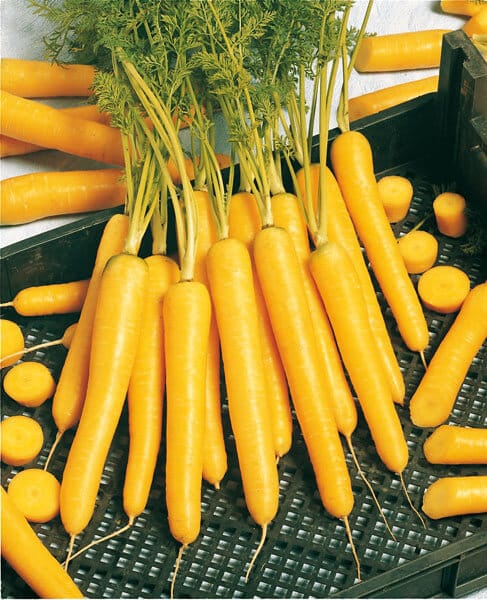 Mello Yello Carrot (Not Treated)