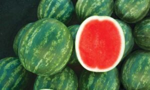 Melody Watermelon (Not Treated)