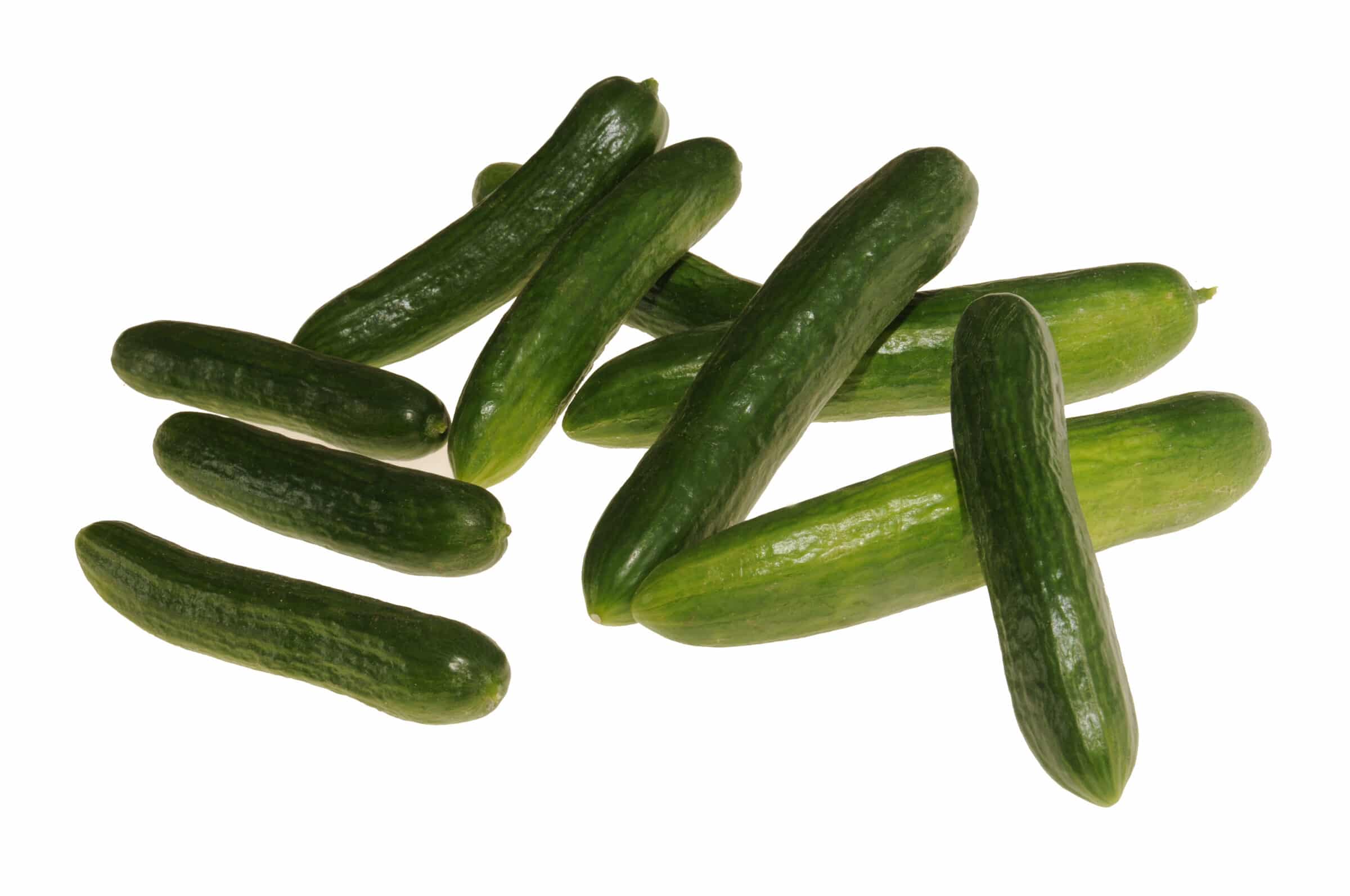 Mercury Cucumber (Treated Seed)
