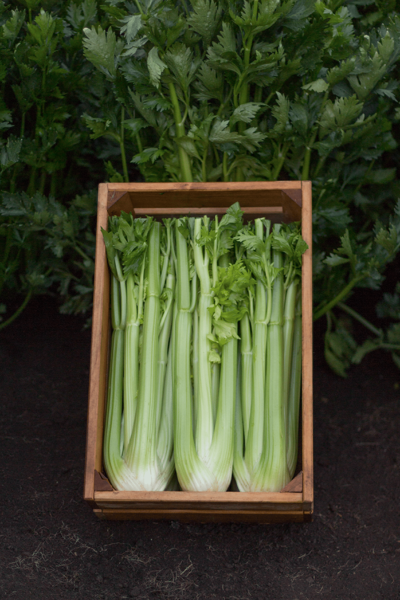 Merengo Celery (Pelleted) (Not Treated) - Image 2