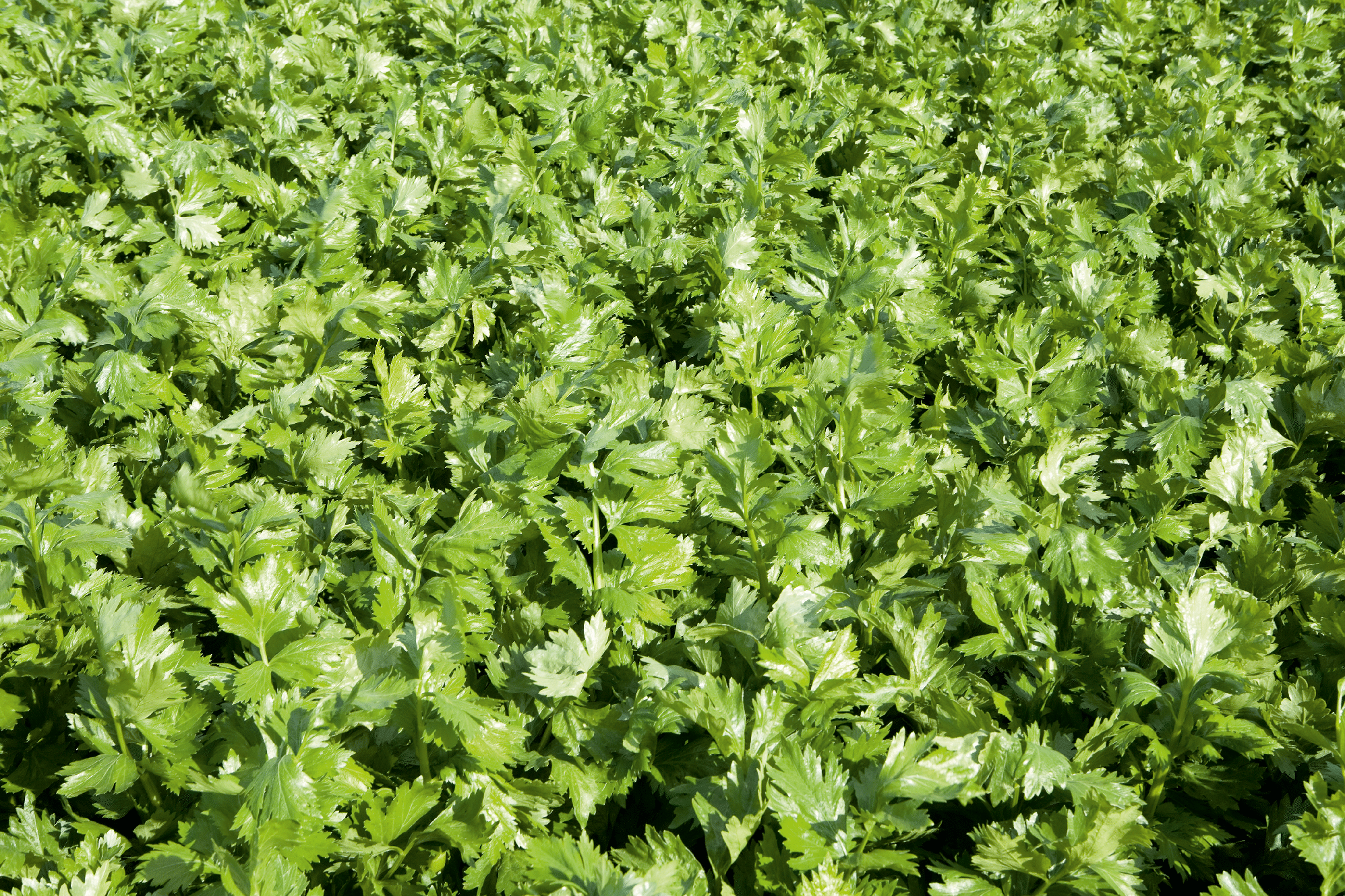 Merengo Celery (Pelleted) (Not Treated) - Image 3