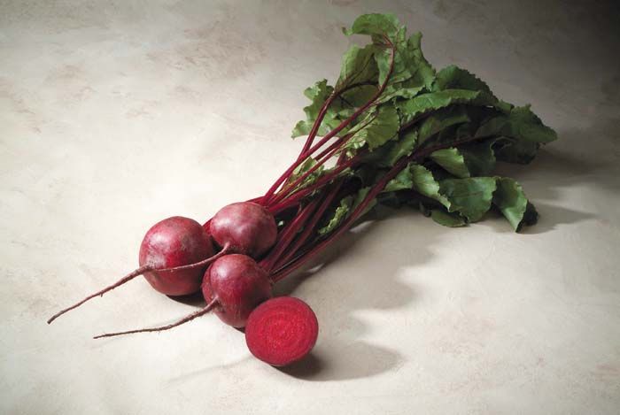 Merlin Beet (Treated Seed)