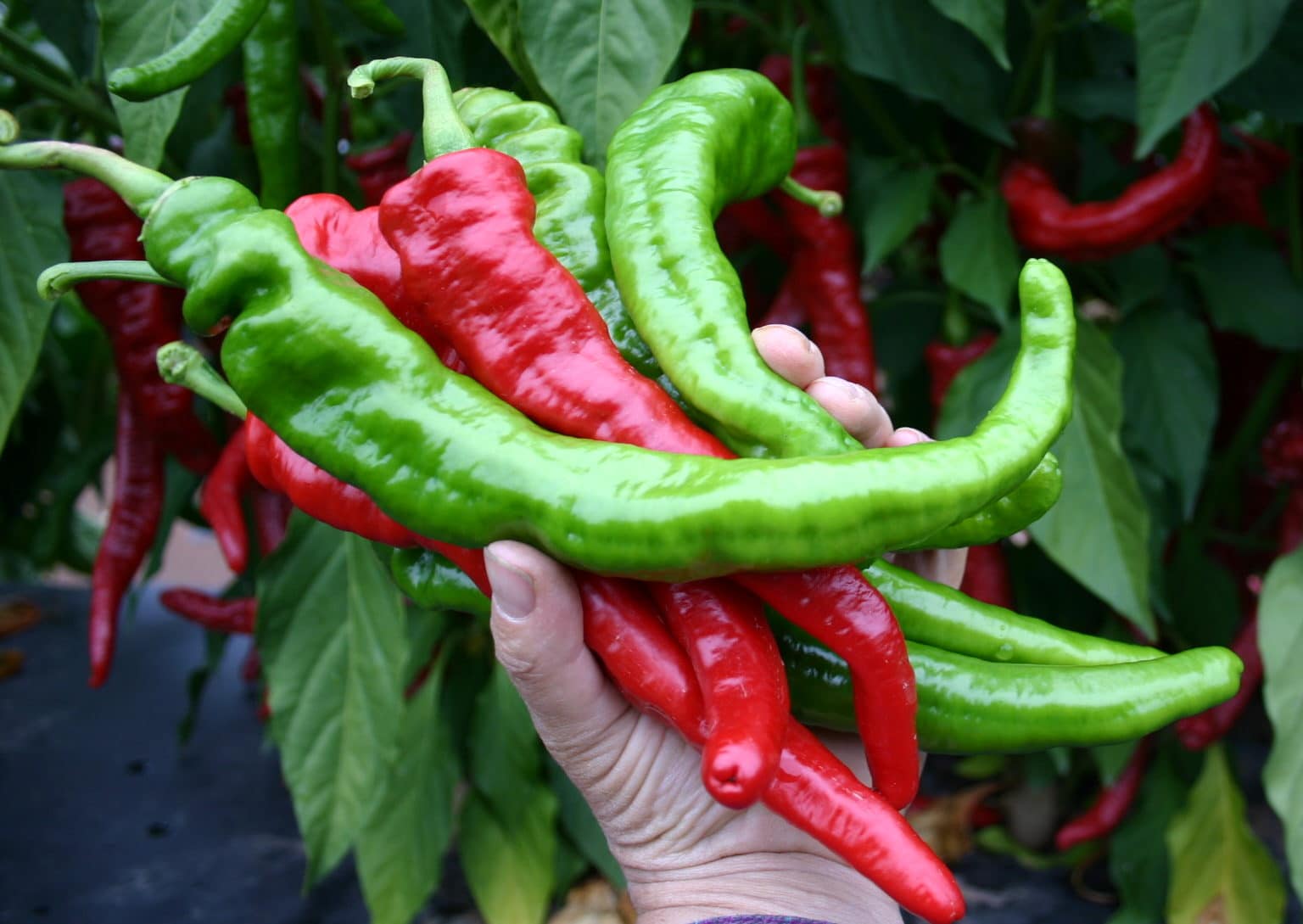 Mesilla Cayenne Pepper (Treated Seed)