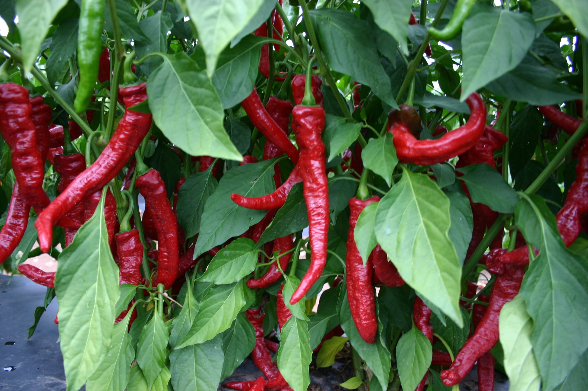 Mesilla Cayenne Pepper (Treated Seed) - Image 2
