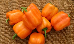 Milena Bell Pepper (Organic)