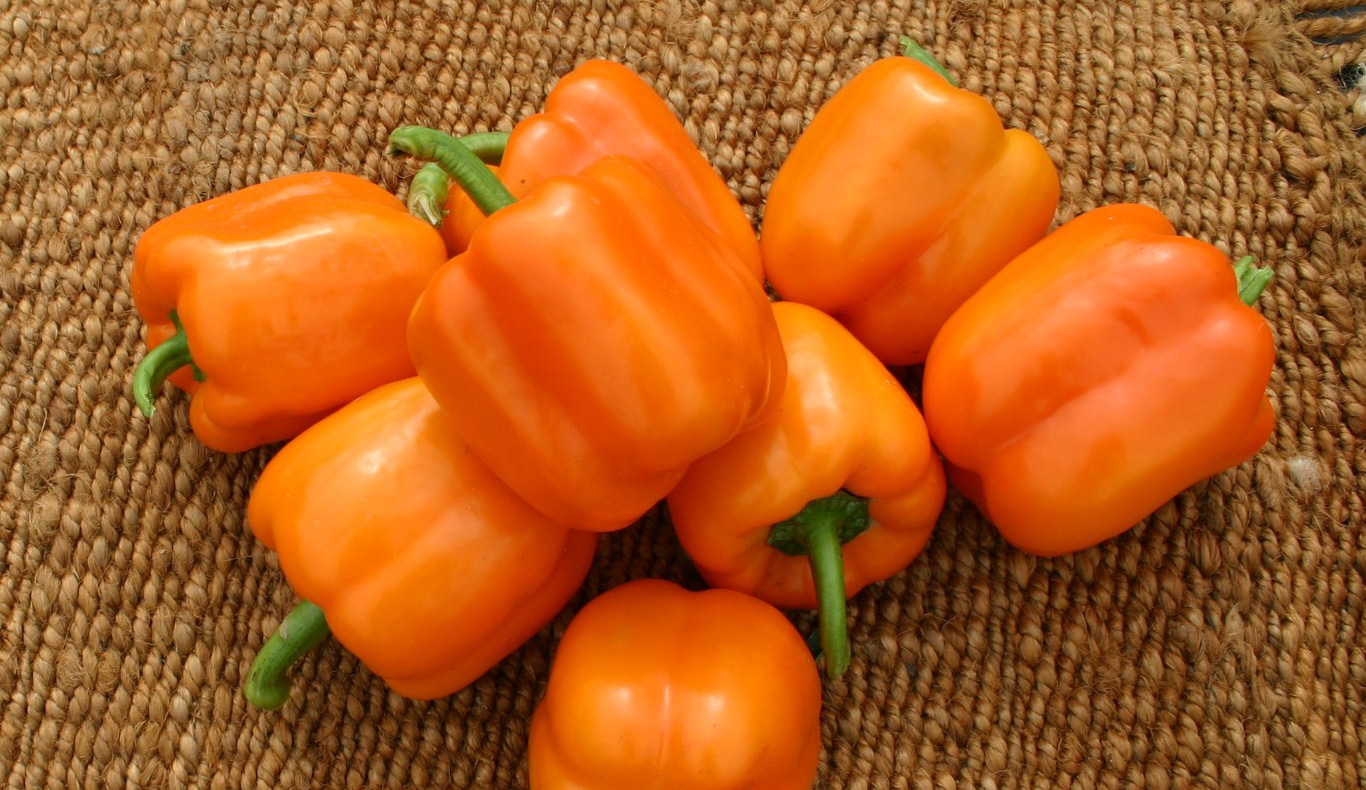 Milena Bell Pepper (Primed Seed)
