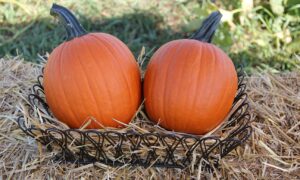 Mischief Pumpkin (Farmore)