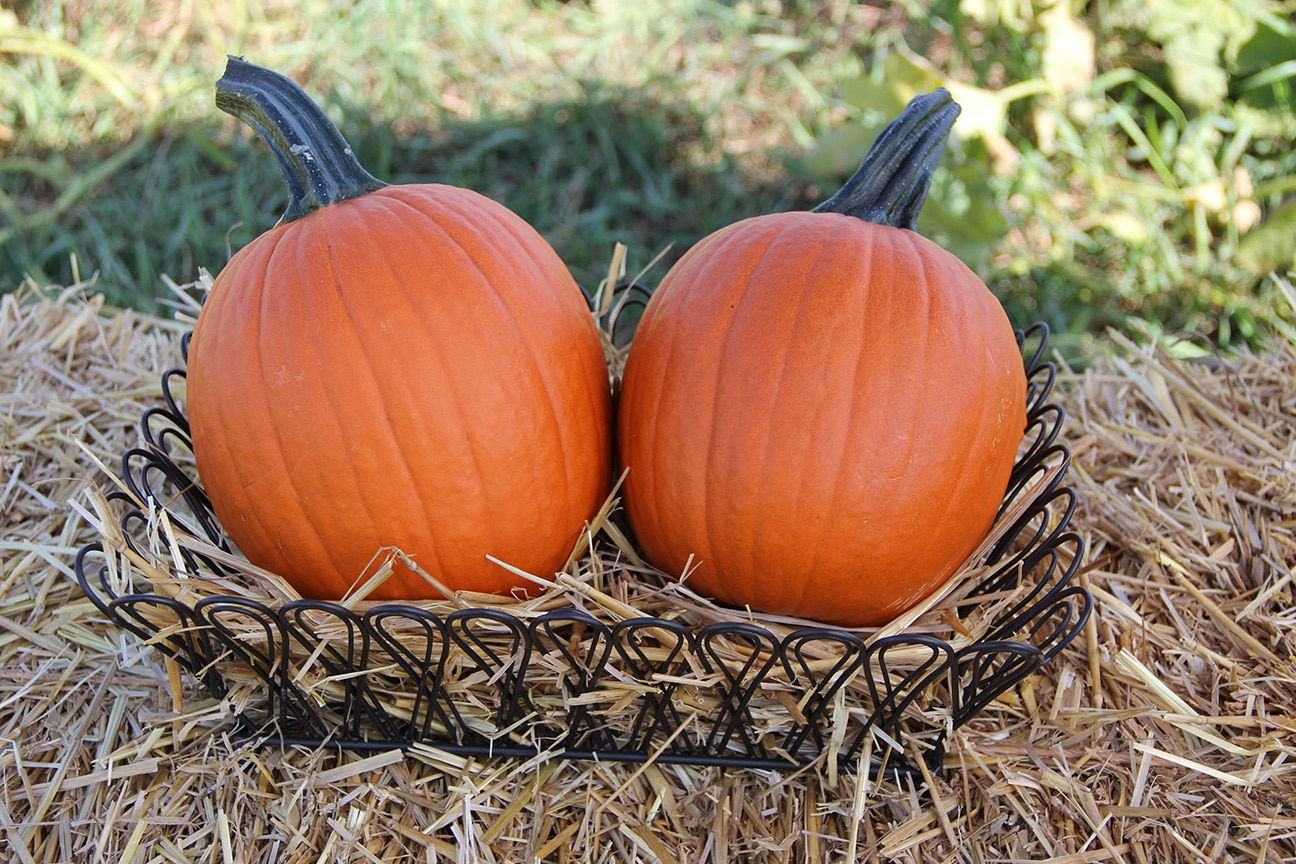 Mischief Pumpkin (Farmore)