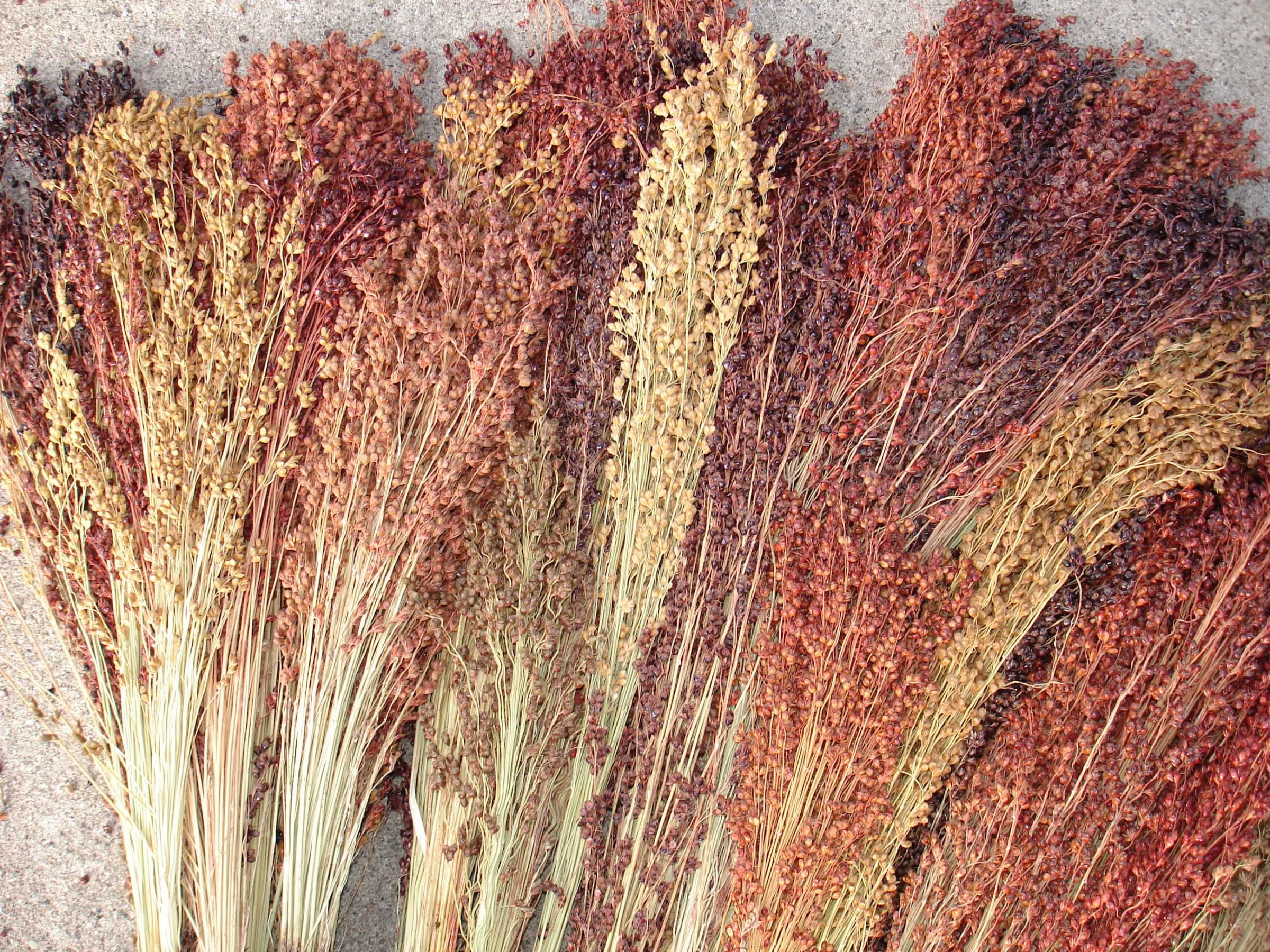 Broom Corn Mixed Colors Ornamental (Not Treated)