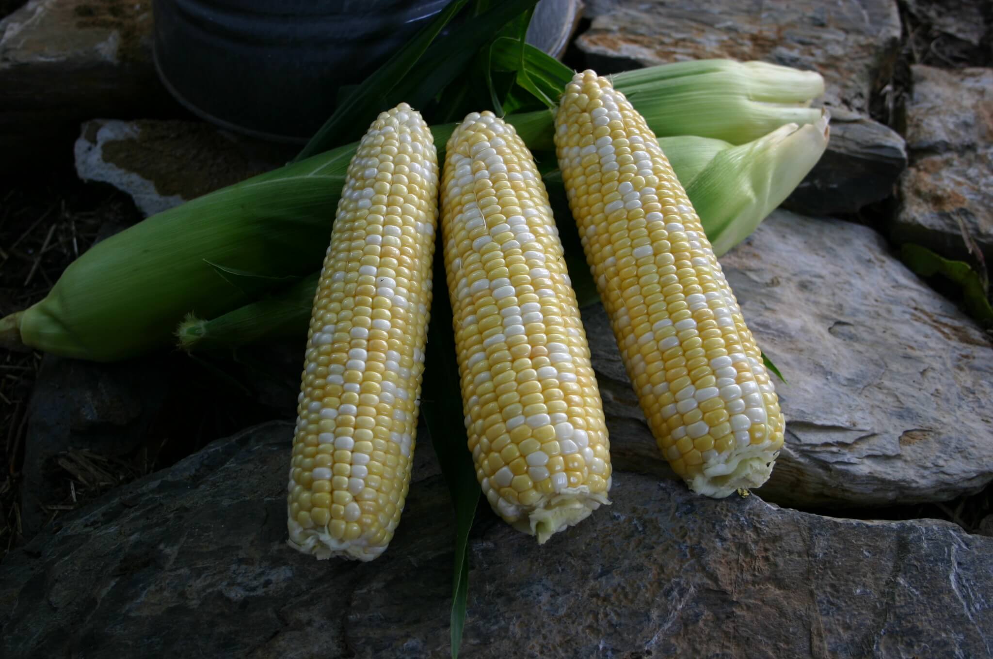 Montauk Sweet Corn (Cruiser Treated)