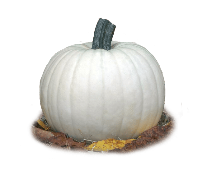 Moonshine Pumpkin (Farmore DI400 Seed)