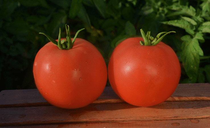 Mountain Majesty Tomato (Pelleted)