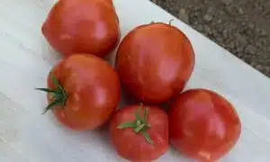Mountain Pride Tomato (Treated Seed)